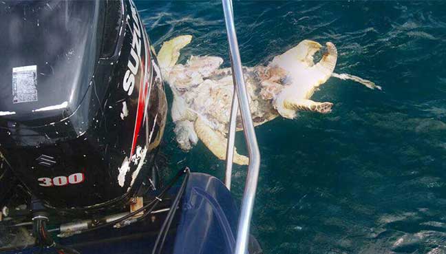 New Straits Times The investigating team found only one carcass floating in the sea.